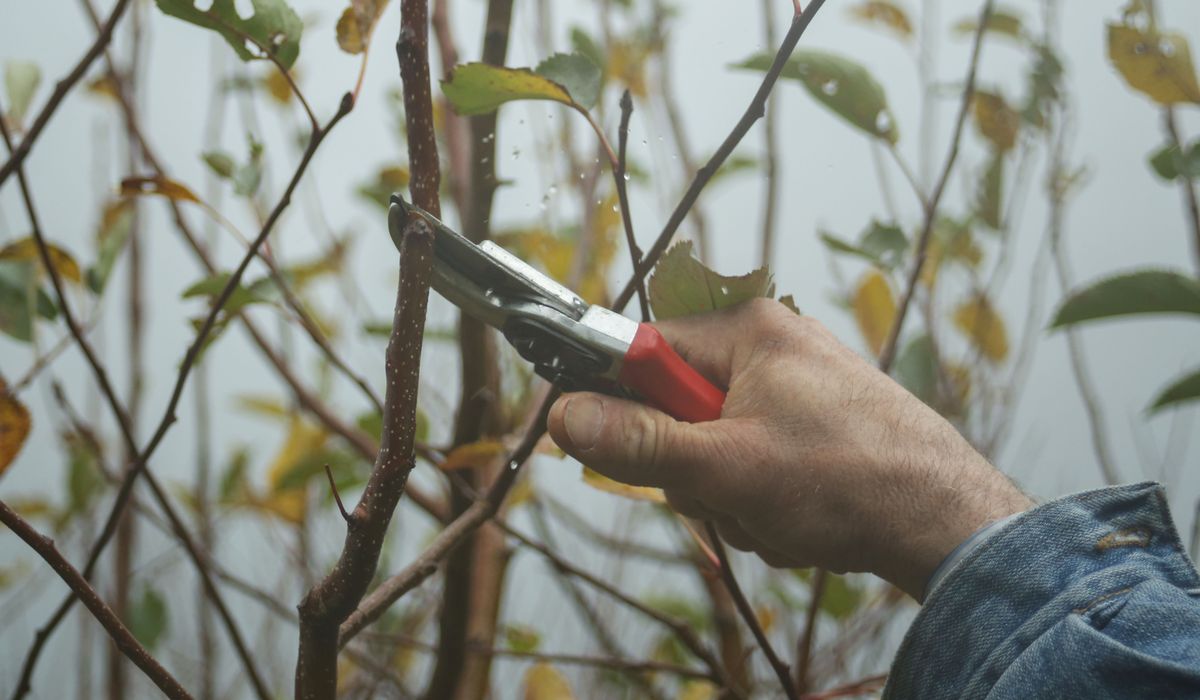 Choosing Between Yew, Pine, and Spruce for Hedging