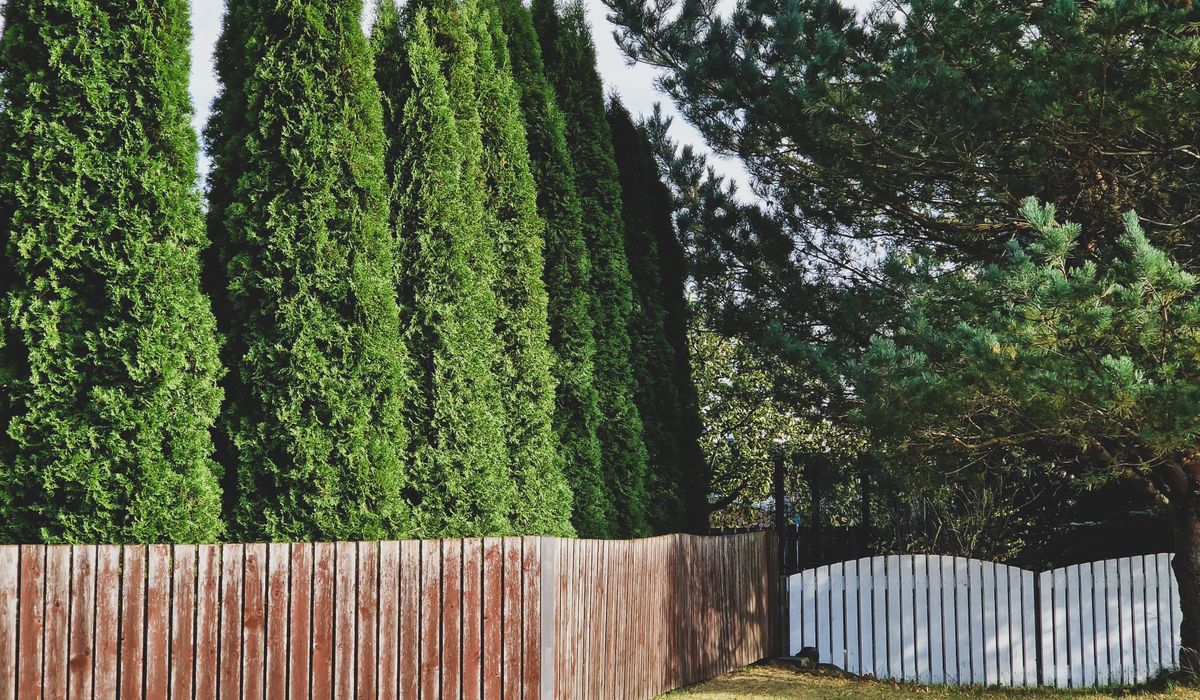 Choosing Evergreen Shrubs for Shaded Garden Borders