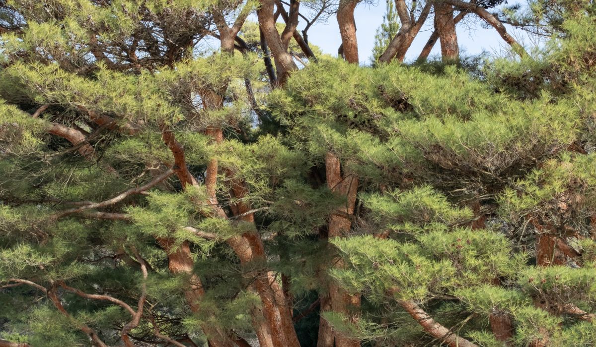 Choosing the Right Pine Tree for a Small Garden