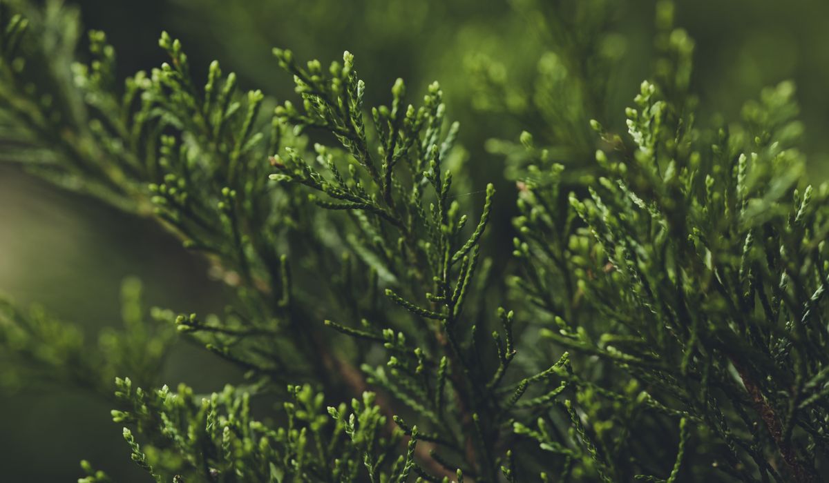 Designing a Winter Garden with Evergreen Structure