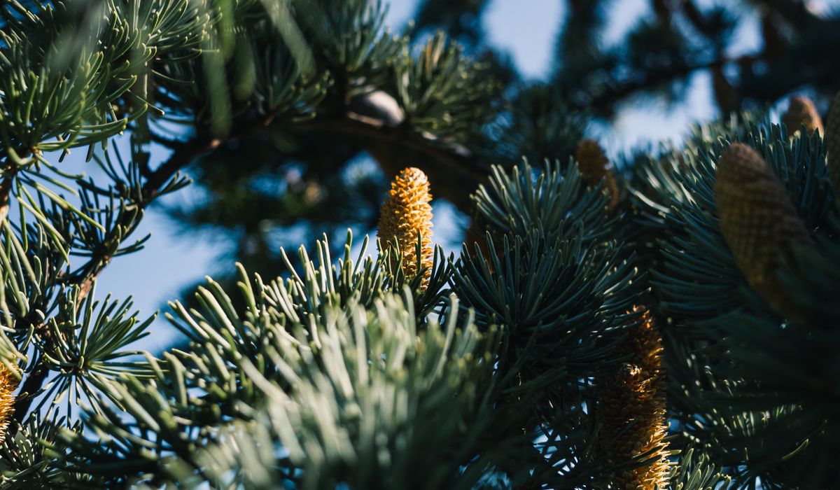 How to Plant a Container-Grown Conifer Successfully