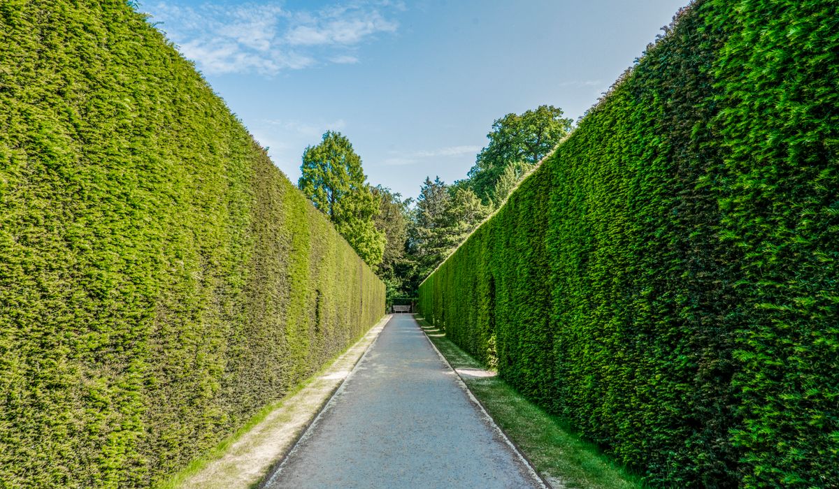 Mulching Conifers to Retain Moisture and Suppress Weeds