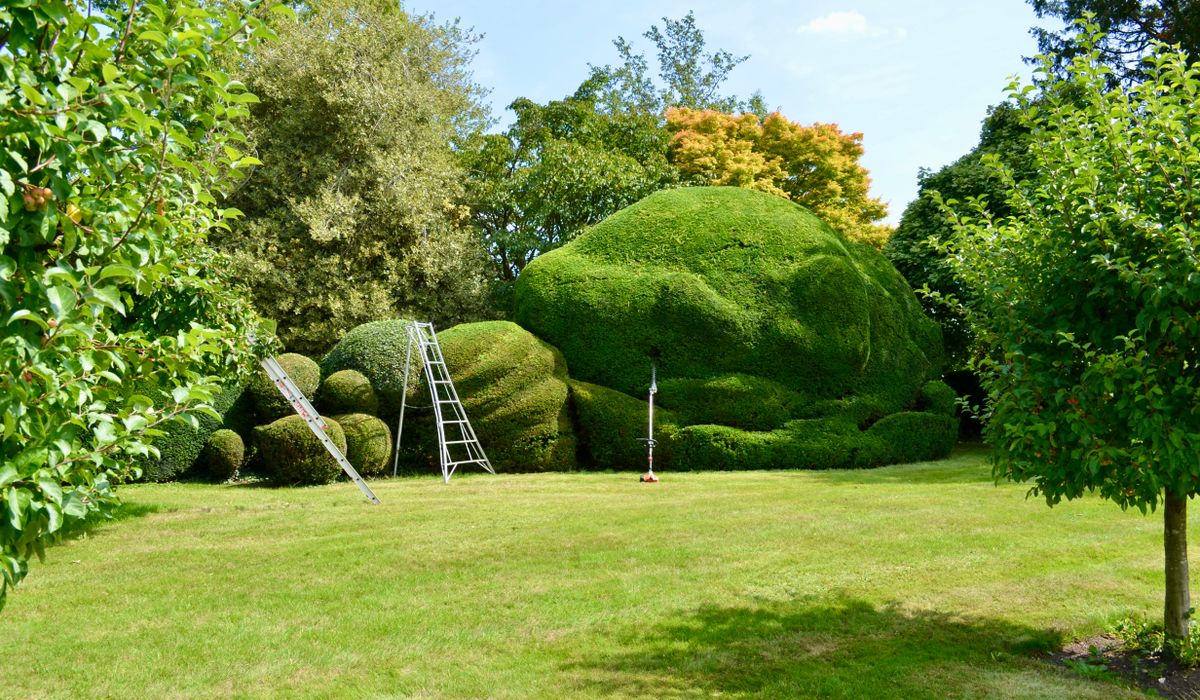 Pruning Evergreen Shrubs for Better Shape and Health