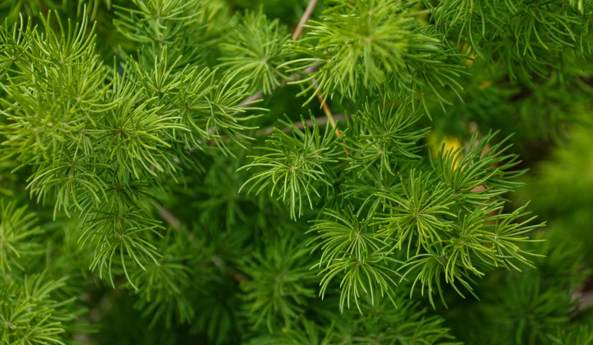 Using Conifers as Low-Maintenance Ground Cover