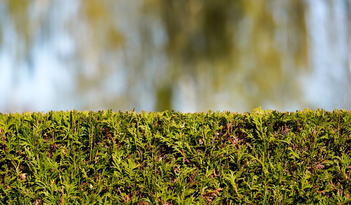 When and How to Water Newly Planted Conifers